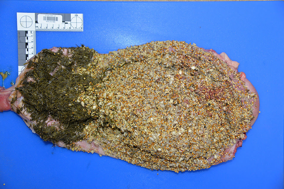 Bear stomach